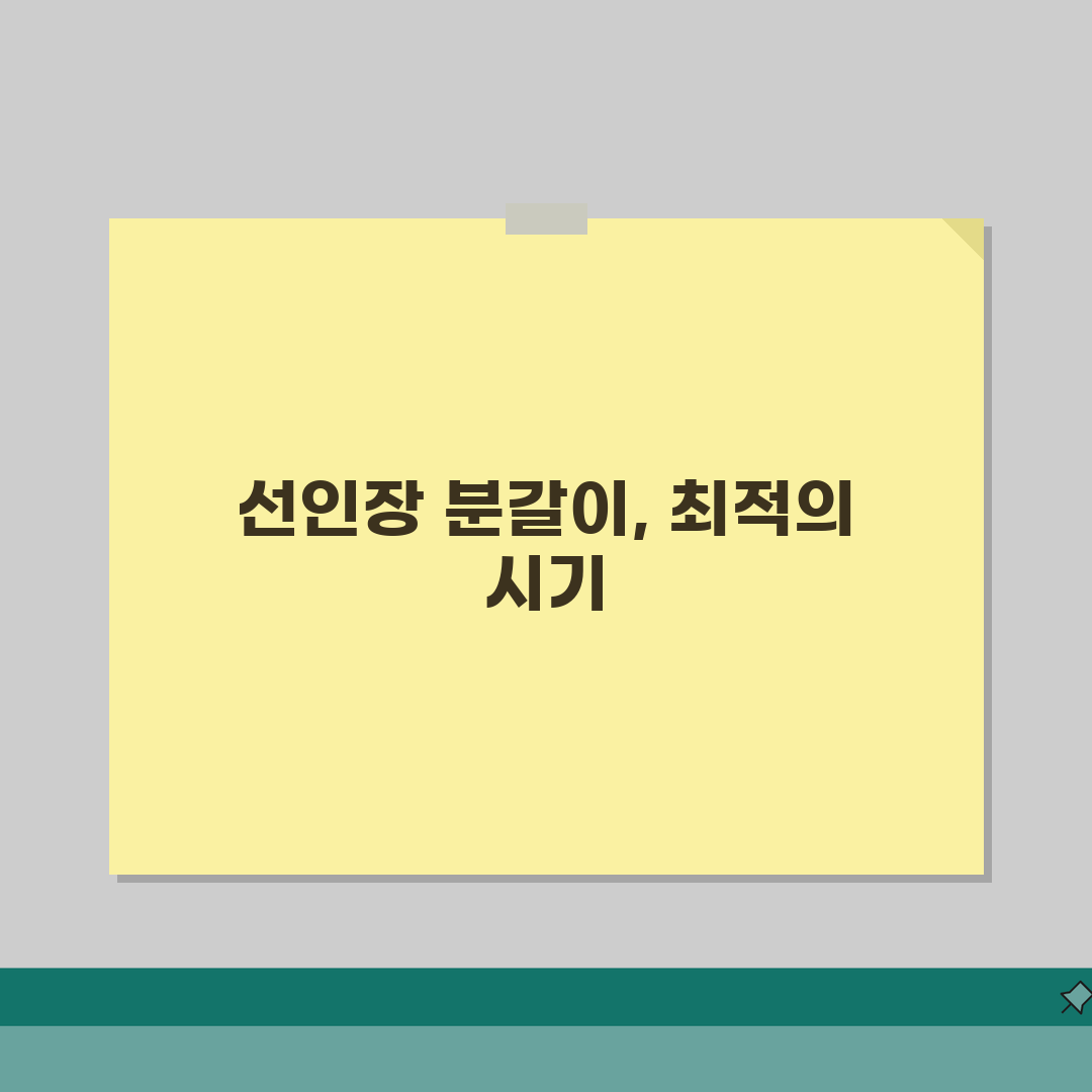 선인장 분갈이 시기 언제 하는지 | 선인장 화분 교체 적정 시기: 5가지 징후 총정리